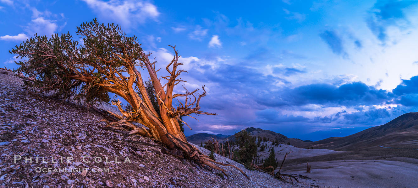 Ancient Bristlecone Pine Tree at sunset, panorama, with storm clouds passing over the White Mountains.  The eastern Sierra Nevada is just visible in the distance. Ancient Bristlecone Pine Forest, White Mountains, Inyo National Forest, California, USA, Pinus longaeva, natural history stock photograph, photo id 28781