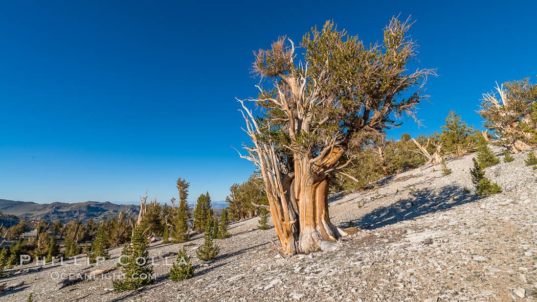 Ancient Bristlecone Pine tree, White Mountain Wilderness, Inyo National Forest. Ancient Bristlecone Pine Forest, White Mountains, Inyo National Forest, California, USA, Pinus longaeva, natural history stock photograph, photo id 29314