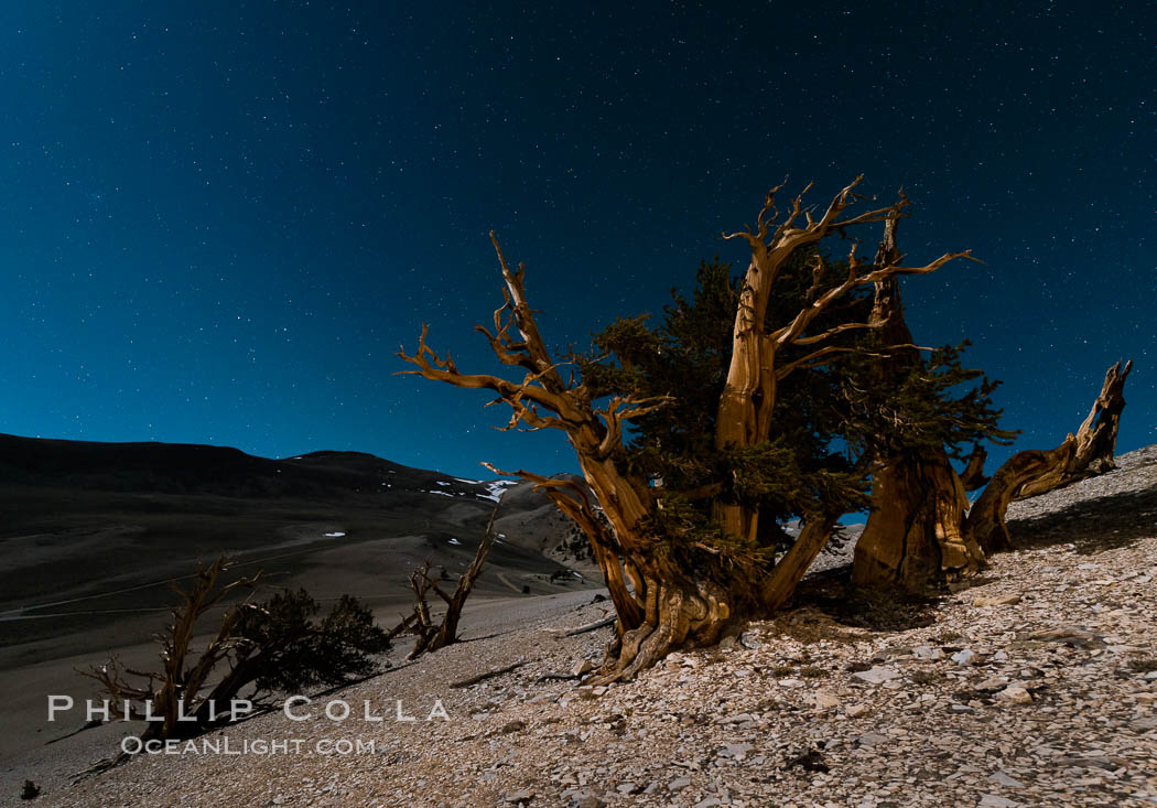 Ancient bristlecone pine trees at night, under a clear night sky full of stars, lit by a full moon, near Patriarch Grove. White Mountains, Inyo National Forest, California, USA, Pinus longaeva, natural history stock photograph, photo id 28534