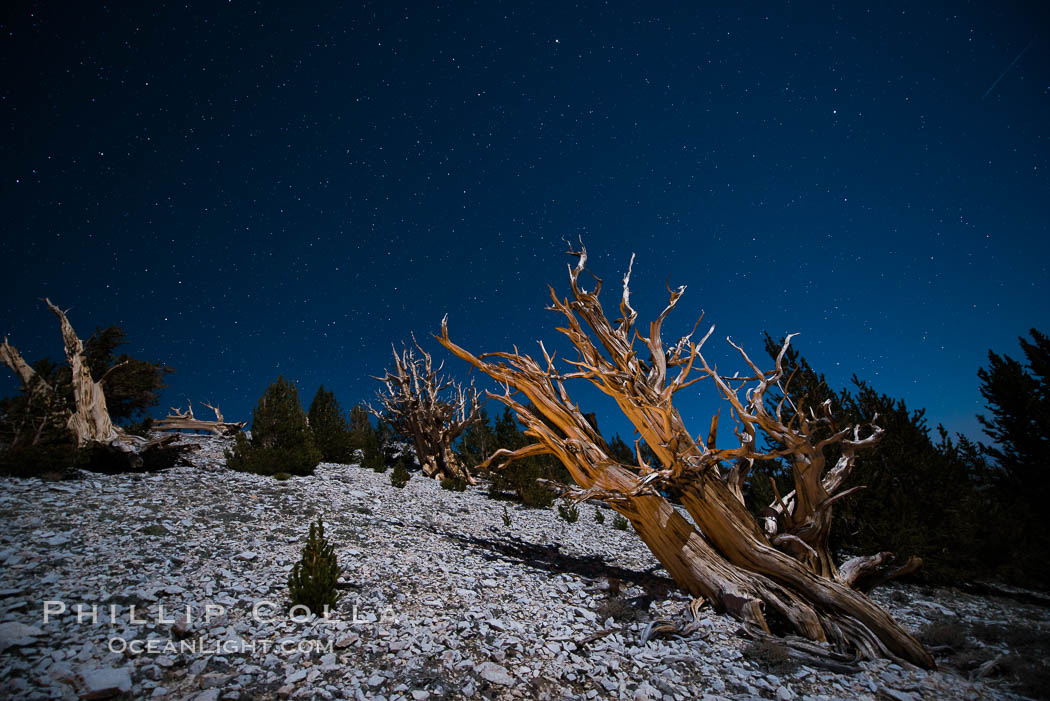 Ancient bristlecone pine trees at night, under a clear night sky full of stars, lit by a full moon, near Patriarch Grove. White Mountains, Inyo National Forest, California, USA, Pinus longaeva, natural history stock photograph, photo id 28538