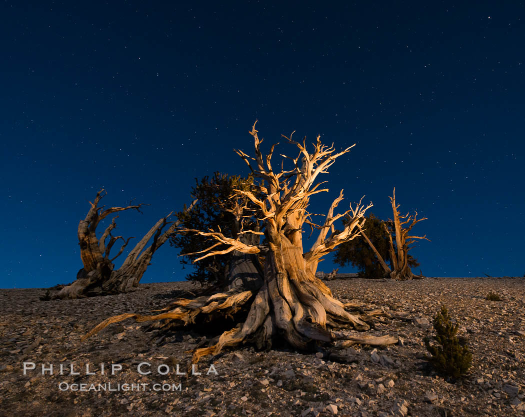 Ancient bristlecone pine trees at night, under a clear night sky full of stars, lit by a full moon, near Patriarch Grove. White Mountains, Inyo National Forest, California, USA, Pinus longaeva, natural history stock photograph, photo id 28528