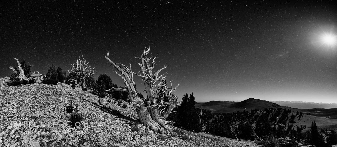 Image 28540, Ancient bristlecone pine trees at night, under a clear night sky full of stars, lit by a full moon, near Patriarch Grove. White Mountains, Inyo National Forest, California, USA, Pinus longaeva, Phillip Colla, all rights reserved worldwide. Keywords: ancient, ancient bristlecone, ancient bristlecone pine forest, ancient bristlecone pine tree, astrophotography, astrophotography landscape, bristlecone, bristlecone pine, bristlecone pine tree, california, dolomite, dusk, environment, evening, forest, gnarled, great basin bristlecone pine, grove, growth, inyo national forest, lifespan, longevity, moon, moon light, mountain, national forests, nature, night, nightscape, old, old growth, outdoors, outside, patriarch grove, pine, pine tree, pinus longaeva, plant, rock, soil, stars, sunset, terrestrial plant, time, tree, twisted, usa, western bristlecone pine, white mountains, white mountains inyo national forest.