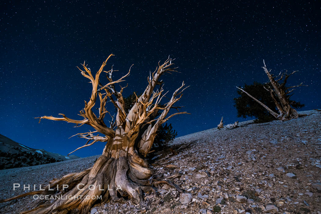 Ancient bristlecone pine trees at night, under a clear night sky full of stars, lit by a full moon, near Patriarch Grove. White Mountains, Inyo National Forest, California, USA, Pinus longaeva, natural history stock photograph, photo id 28535