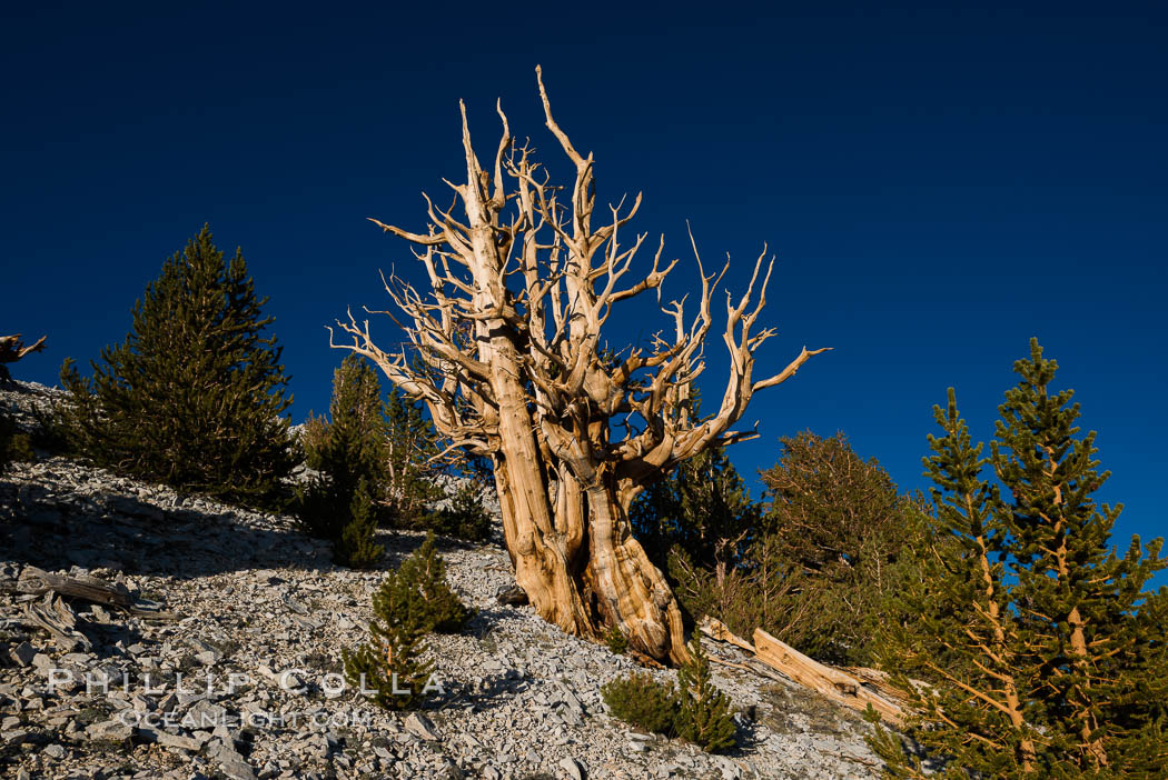 Ancient bristlecone pine trees in Patriarch Grove, display characteristic gnarled, twisted form as it rises above the arid, dolomite-rich slopes of the White Mountains at 11000-foot elevation. Patriarch Grove, Ancient Bristlecone Pine Forest. White Mountains, Inyo National Forest, California, USA, Pinus longaeva, natural history stock photograph, photo id 28524