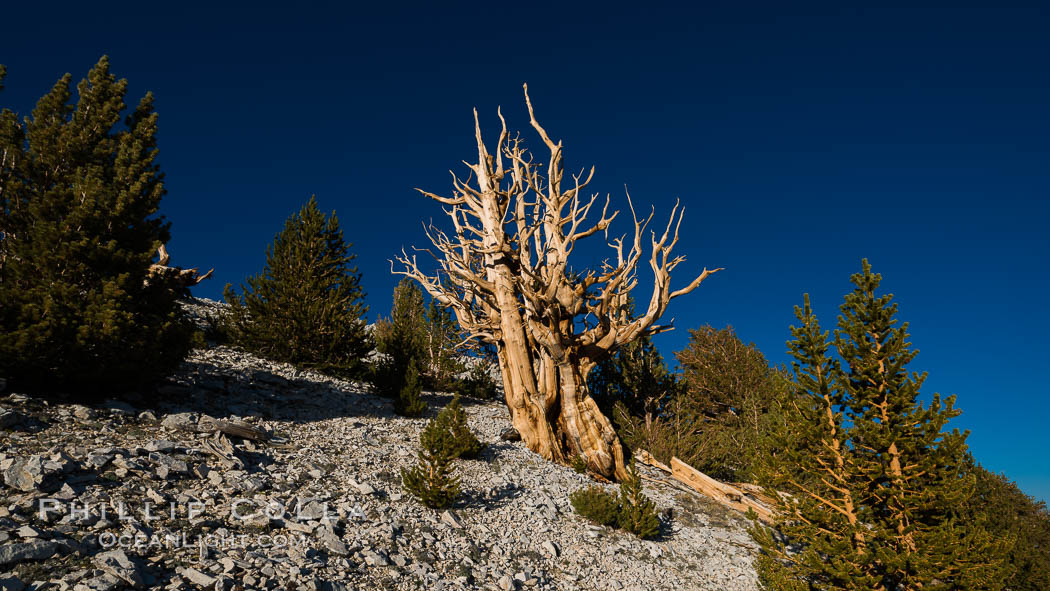Ancient bristlecone pine trees in Patriarch Grove, display characteristic gnarled, twisted form as it rises above the arid, dolomite-rich slopes of the White Mountains at 11000-foot elevation. Patriarch Grove, Ancient Bristlecone Pine Forest. White Mountains, Inyo National Forest, California, USA, Pinus longaeva, natural history stock photograph, photo id 28525