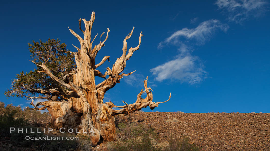 Ancient bristlecone pine tree in the White Mountains, at an elevation of 10,000' above sea level.  These are some of the oldest trees in the world, reaching 4000 years in age. Ancient Bristlecone Pine Forest, White Mountains, Inyo National Forest, California, USA, Pinus longaeva, natural history stock photograph, photo id 27762