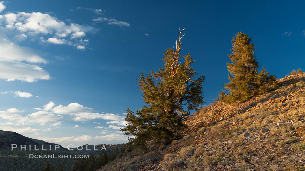 Ancient bristlecone pine trees in the White Mountains, at an elevation of 10,000' above sea level.  These are some of the oldest trees in the world, reaching 4000 years in age. Ancient Bristlecone Pine Forest, White Mountains, Inyo National Forest, California, USA, Pinus longaeva, natural history stock photograph, photo id 27766