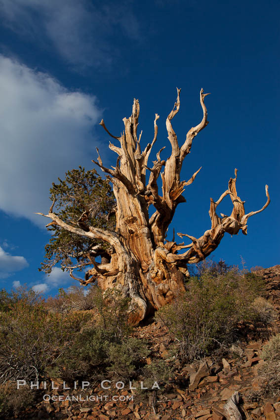 Ancient bristlecone pine tree in the White Mountains, at an elevation of 10,000' above sea level.  These are some of the oldest trees in the world, reaching 4000 years in age. Ancient Bristlecone Pine Forest, White Mountains, Inyo National Forest, California, USA, Pinus longaeva, natural history stock photograph, photo id 27768