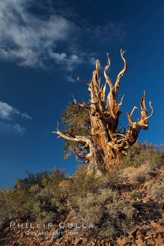 Ancient bristlecone pine tree in the White Mountains, at an elevation of 10,000' above sea level.  These are some of the oldest trees in the world, reaching 4000 years in age. Ancient Bristlecone Pine Forest, White Mountains, Inyo National Forest, California, USA, Pinus longaeva, natural history stock photograph, photo id 27763