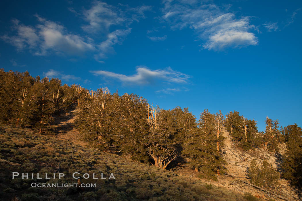 Ancient bristlecone pine trees in the White Mountains, at an elevation of 10,000' above sea level.  These are some of the oldest trees in the world, reaching 4000 years in age. Ancient Bristlecone Pine Forest, White Mountains, Inyo National Forest, California, USA, Pinus longaeva, natural history stock photograph, photo id 27765