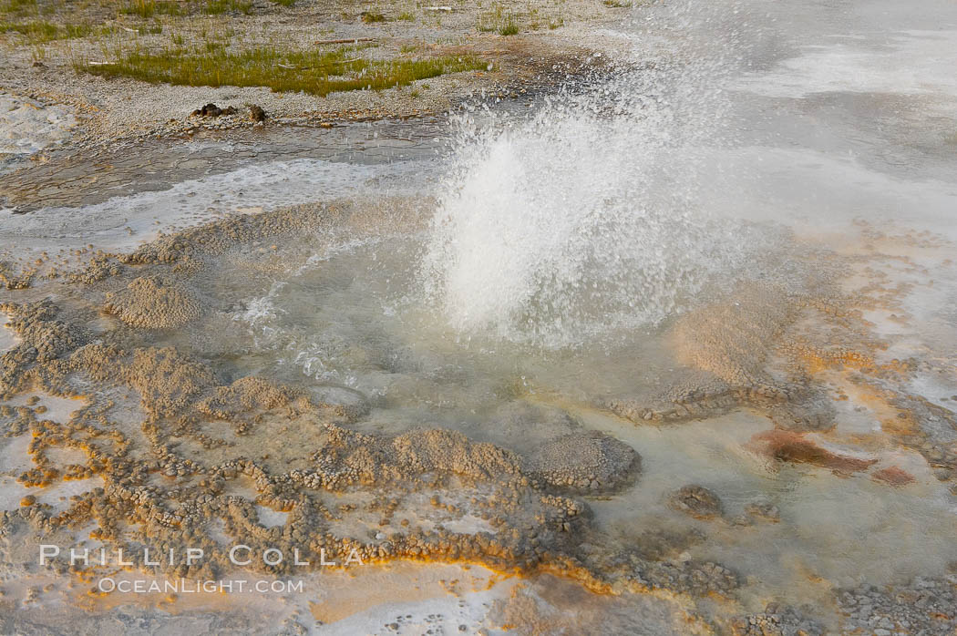 Anemone Geyser erupts.  Anemone Geyser cycles about every 7 minutes.  First the pools fills, then overflows, then bubbles and splashes before erupting.  The eruption empties the pools and the cycle begins anew.  Upper Geyser Basin. Yellowstone National Park, Wyoming, USA, natural history stock photograph, photo id 13395