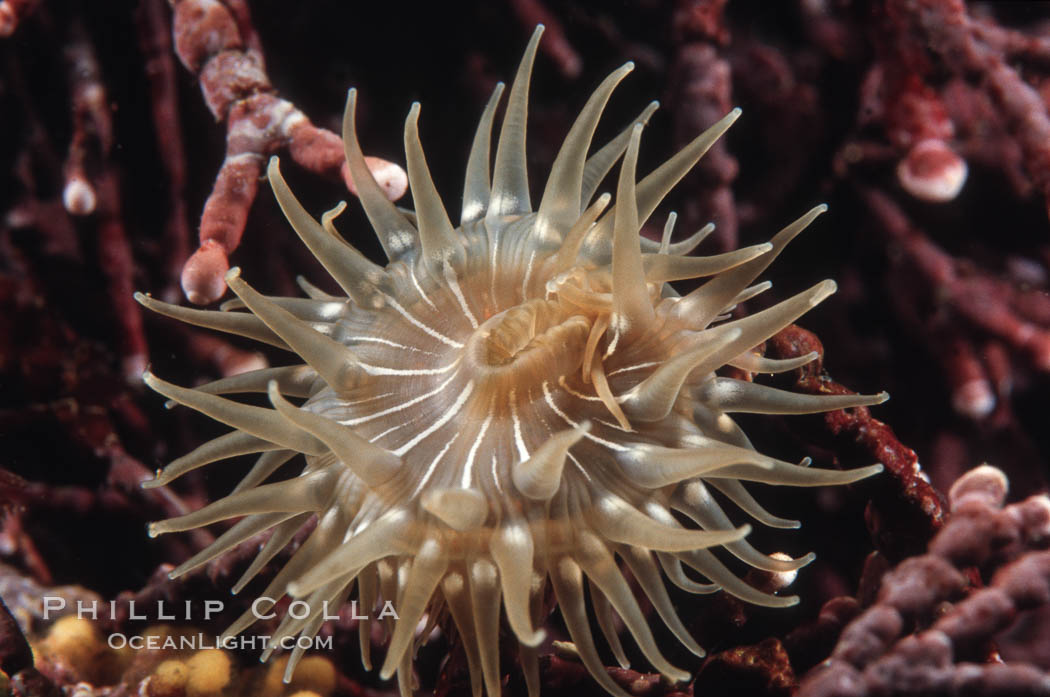 Anemone on kelp. Monterey, California, USA, natural history stock photograph, photo id 00574