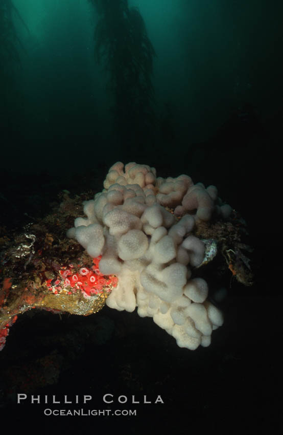 Soft coral. San Miguel Island, California, USA, natural history stock photograph, photo id 05526