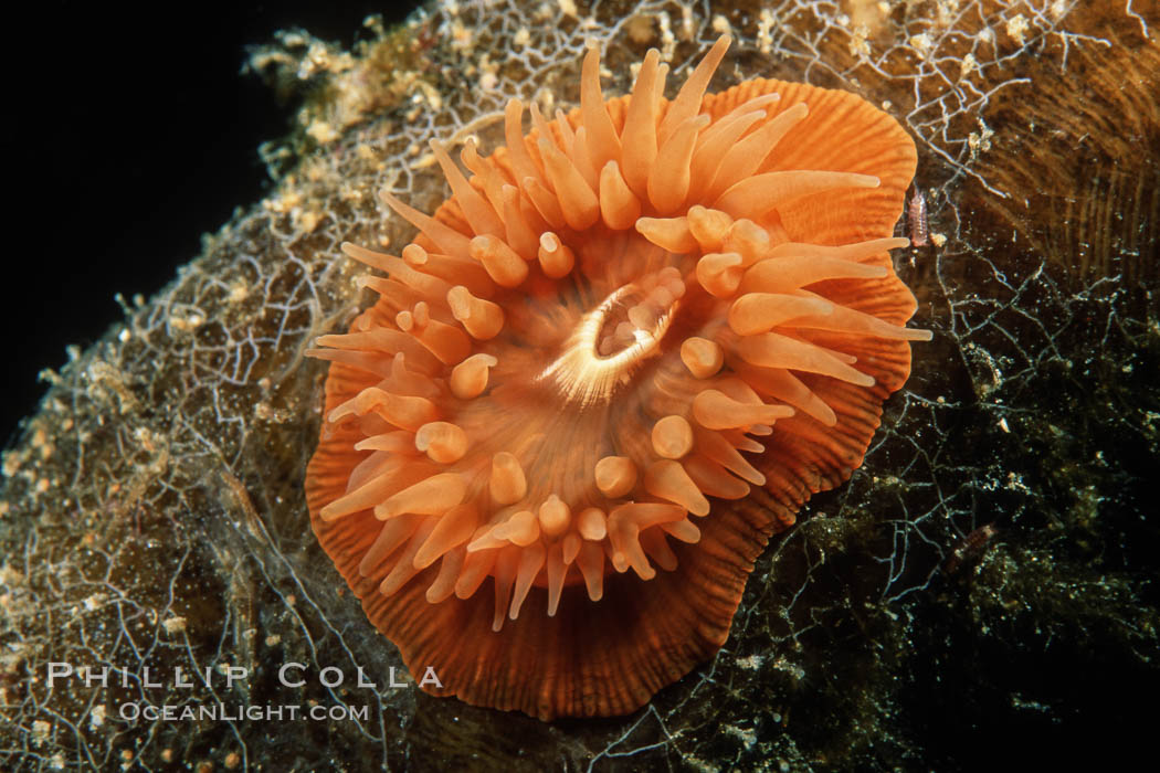 Unidentified marine anemone on kelp stipe, Monterey Bay National Marine Sanctuary. California, USA, natural history stock photograph, photo id 07002