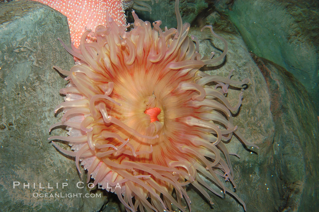 Unidentified marine anemone., natural history stock photograph, photo id 08914