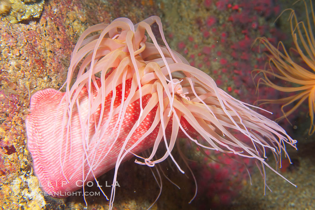 Unidentified marine anemone, California., natural history stock photograph, photo id 14054