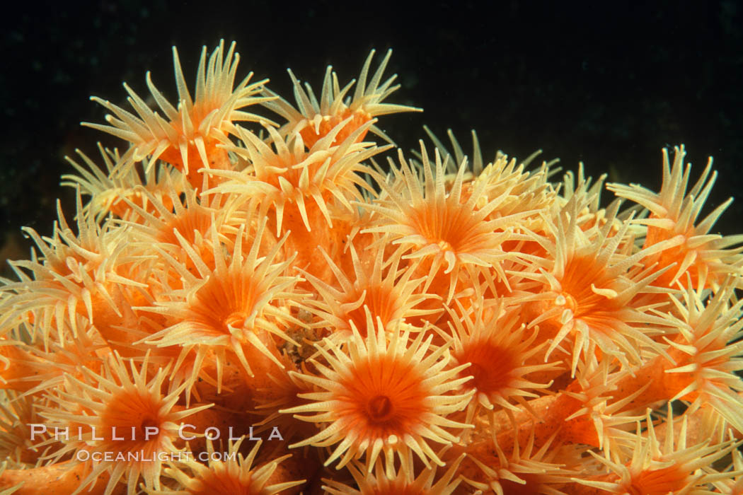 Zoanthid anemones, Coronado Islands. Coronado Islands (Islas Coronado), Baja California, Mexico, natural history stock photograph, photo id 05328