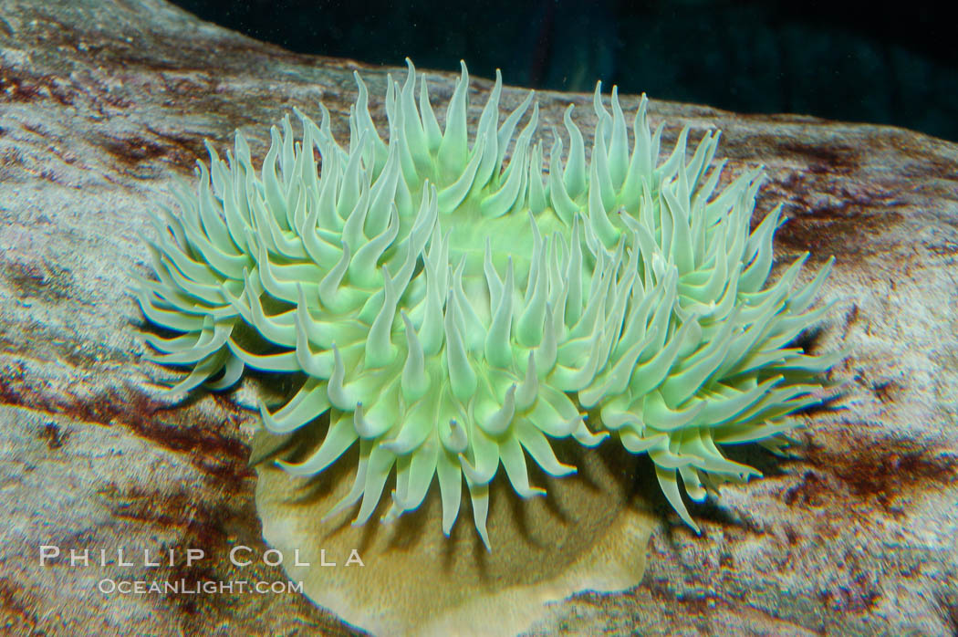 Unidentified marine anemone., natural history stock photograph, photo id 08912