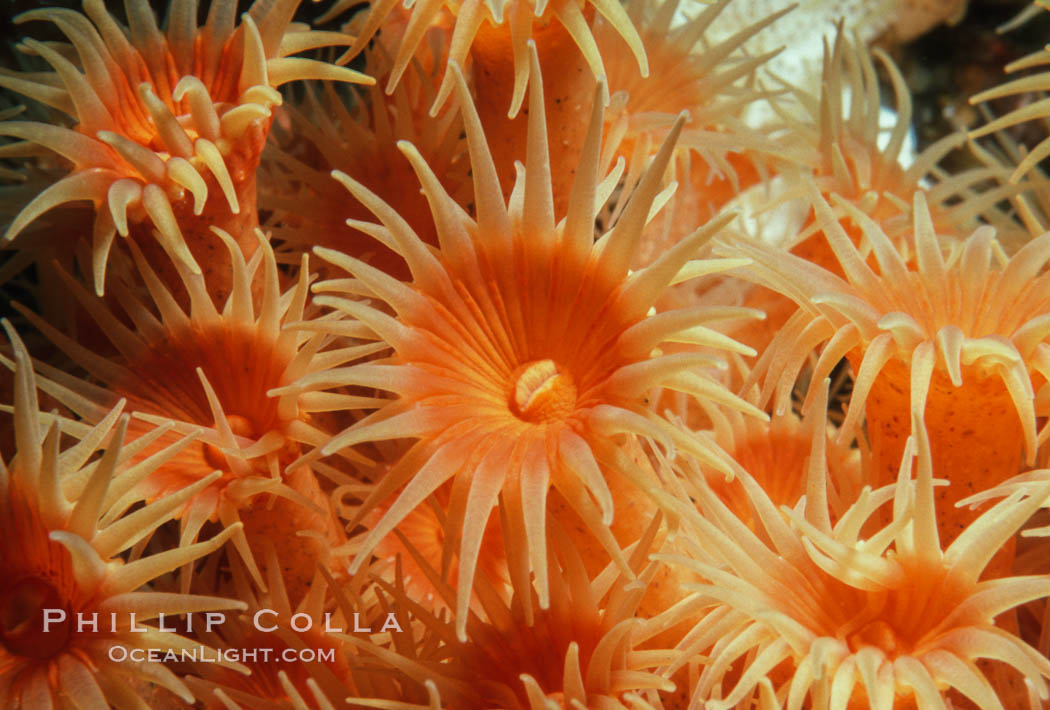 Zoanthid anemones, Coronado Islands. Coronado Islands (Islas Coronado), Baja California, Mexico, natural history stock photograph, photo id 05327