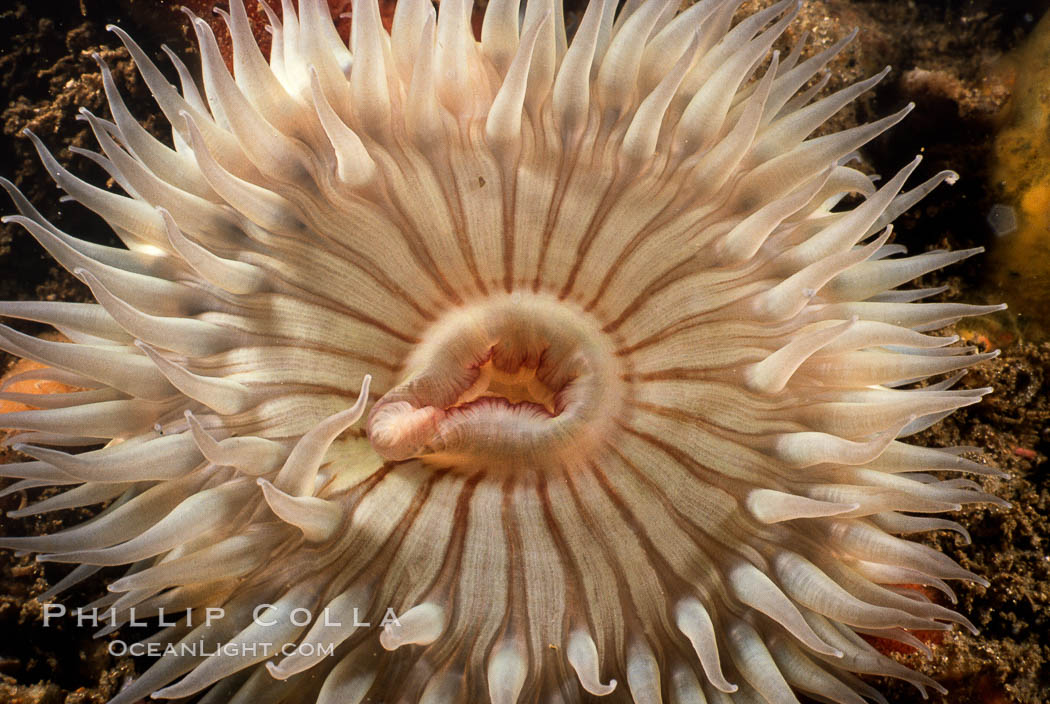 Anemone, Point Lobos. Monterey, California, USA, natural history stock photograph, photo id 05355