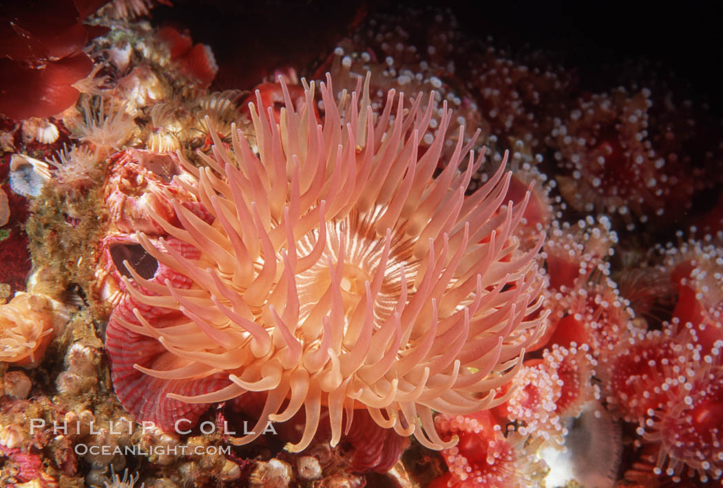 Unidentified marine anemone amid smaller Corynactis anemones and barnacles, San Miguel Island, Channel Islands National Marine Sanctuary. California, USA, Corynactis californica, natural history stock photograph, photo id 07003