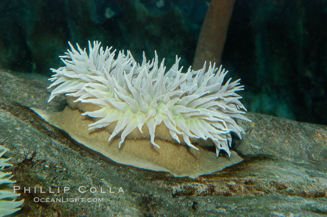 Unidentified marine anemone., natural history stock photograph, photo id 08911