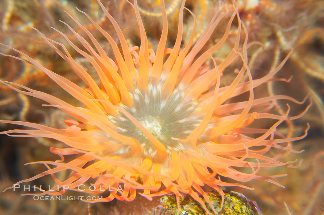 Unidentified marine anemone, California., natural history stock photograph, photo id 14055