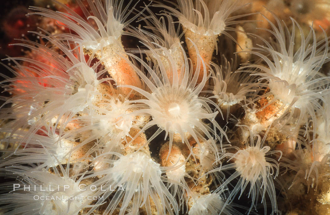 Zoanthid anemones, Coronado Islands. Coronado Islands (Islas Coronado), Baja California, Mexico, natural history stock photograph, photo id 05357