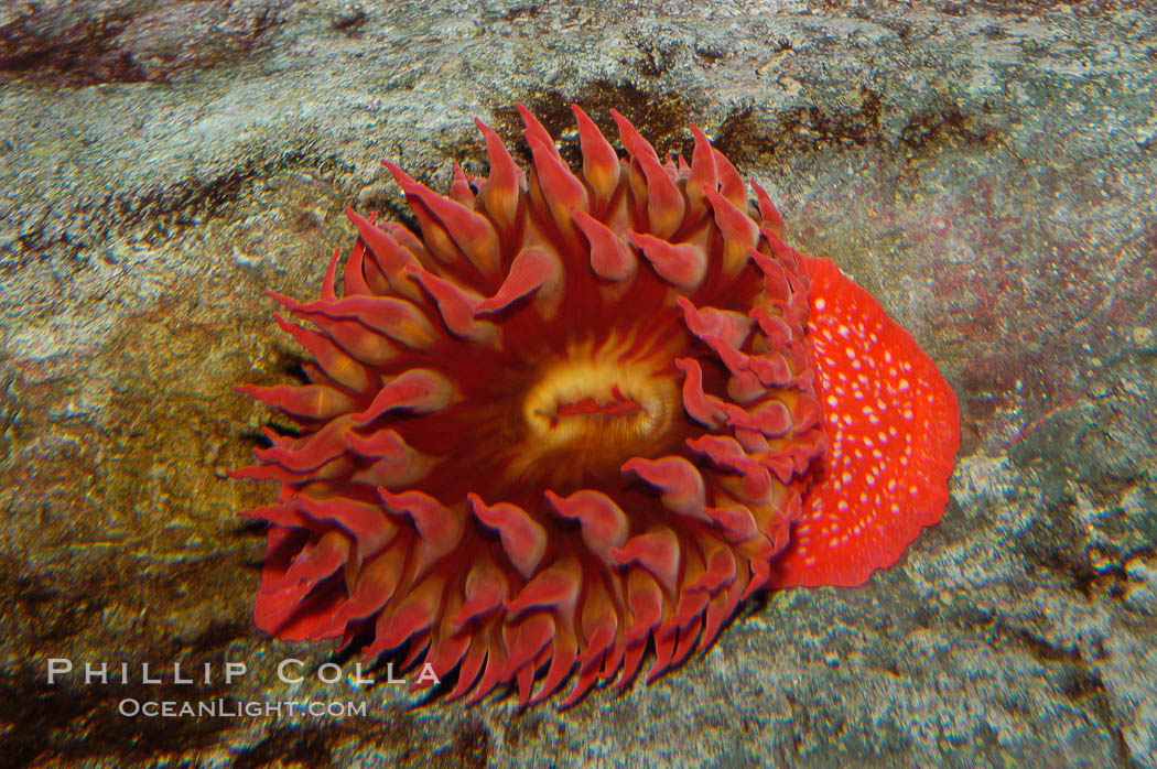 Unidentified marine anemone., natural history stock photograph, photo id 08913