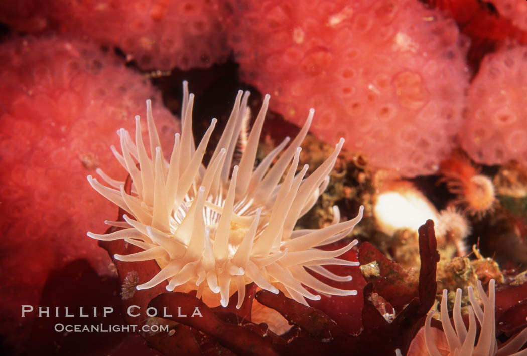 Anemone on kelp blade. San Miguel Island, California, USA, natural history stock photograph, photo id 01053