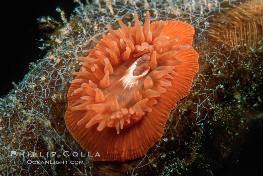 Anemone on kelp stipe. San Miguel Island, California, USA, natural history stock photograph, photo id 02485