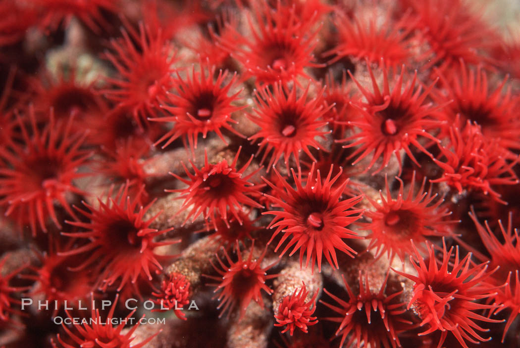 Anemone polyps. Punte Vicente Roca, Galapagos Islands, Ecuador, natural history stock photograph, photo id 05330