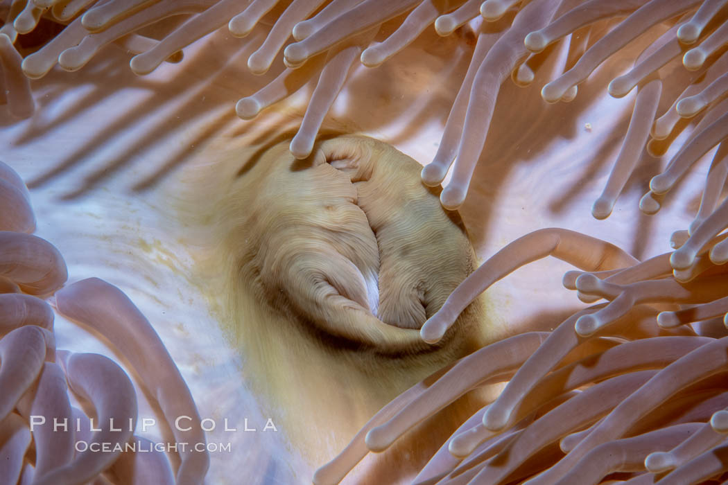 Anemone tentacles and mouth, Fiji., natural history stock photograph, photo id 34812