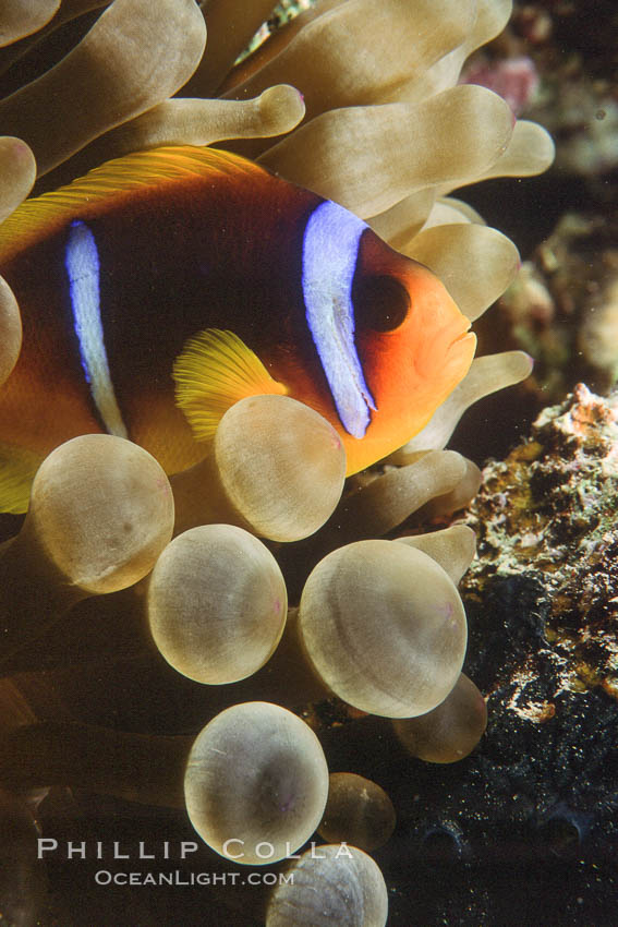 Two band anemonefish. Egyptian Red Sea, Amphiprion bicinctus, natural history stock photograph, photo id 05260