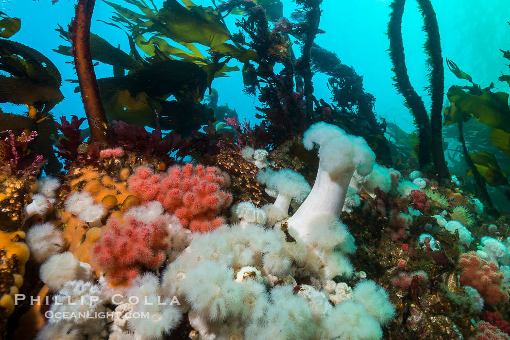 Anemones and kelp cover a colorful reef in British Columbia, near Queen Charlotte Strait and Vancouver Island.  Strong tidal currents bring rich nutrients to the invertebrates clinging to these rocks., Metridium farcimen, Metridium senile, natural history stock photograph, photo id 34387