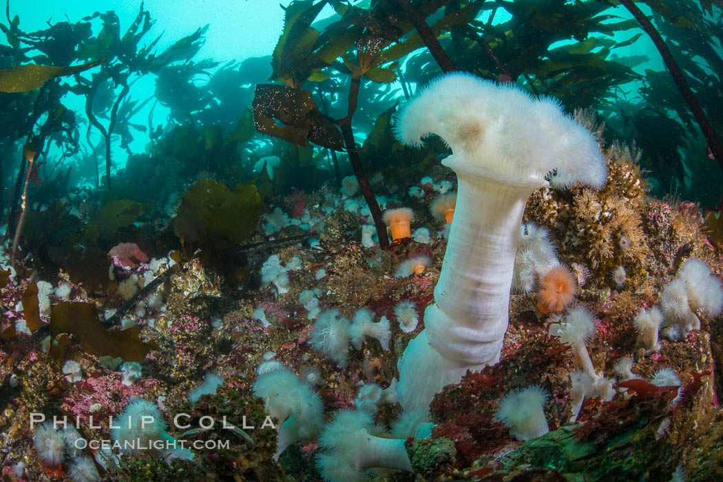 Colorful anemones and soft corals, bryozoans and kelp cover the rocky reef in a kelp forest near Vancouver Island and the Queen Charlotte Strait.  Strong currents bring nutrients to the invertebrate life clinging to the rocks. British Columbia, Canada, Metridium farcimen, Metridium senile, natural history stock photograph, photo id 34350