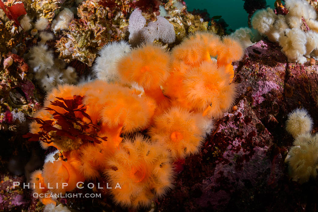 Colorful anemones and soft corals, bryozoans and kelp cover the rocky reef in a kelp forest near Vancouver Island and the Queen Charlotte Strait.  Strong currents bring nutrients to the invertebrate life clinging to the rocks. British Columbia, Canada, Metridium senile, natural history stock photograph, photo id 34374