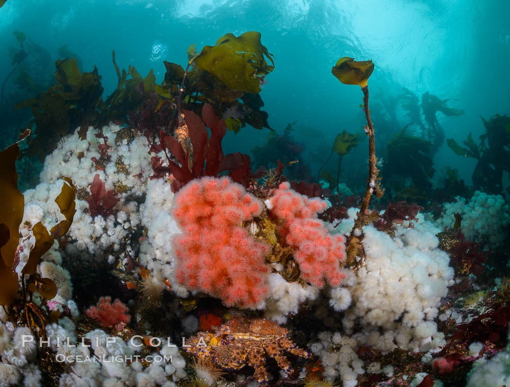 Colorful anemones and soft corals, bryozoans and kelp cover the rocky reef in a kelp forest near Vancouver Island and the Queen Charlotte Strait.  Strong currents bring nutrients to the invertebrate life clinging to the rocks. British Columbia, Canada, Gersemia rubiformis, Metridium senile, natural history stock photograph, photo id 34378