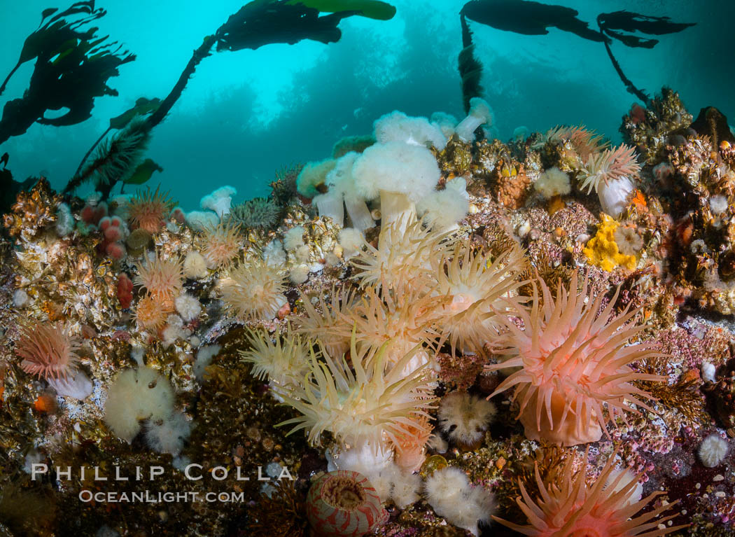 Colorful anemones and soft corals, bryozoans and kelp cover the rocky reef in a kelp forest near Vancouver Island and the Queen Charlotte Strait.  Strong currents bring nutrients to the invertebrate life clinging to the rocks. British Columbia, Canada, natural history stock photograph, photo id 34382