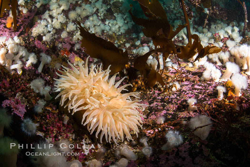 Colorful anemones and soft corals, bryozoans and kelp cover the rocky reef in a kelp forest near Vancouver Island and the Queen Charlotte Strait.  Strong currents bring nutrients to the invertebrate life clinging to the rocks. British Columbia, Canada, natural history stock photograph, photo id 34410