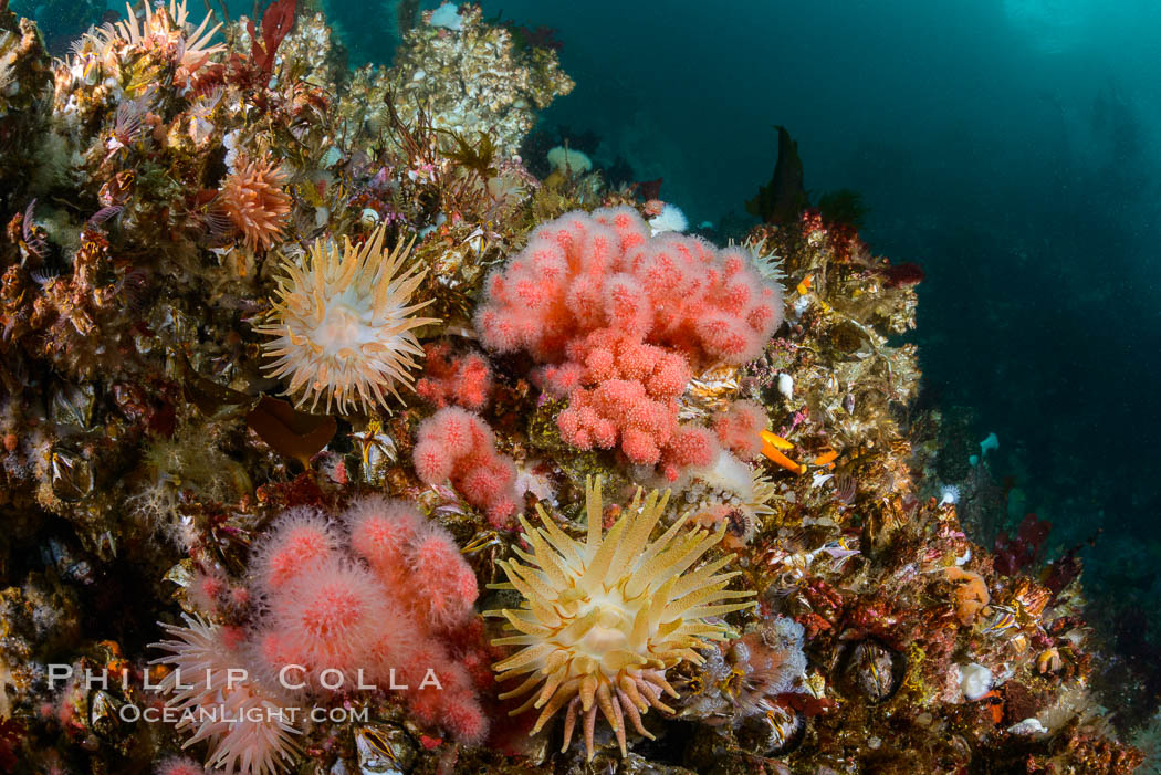 Colorful anemones and soft corals, bryozoans and kelp cover the rocky reef in a kelp forest near Vancouver Island and the Queen Charlotte Strait.  Strong currents bring nutrients to the invertebrate life clinging to the rocks. British Columbia, Canada, natural history stock photograph, photo id 34434