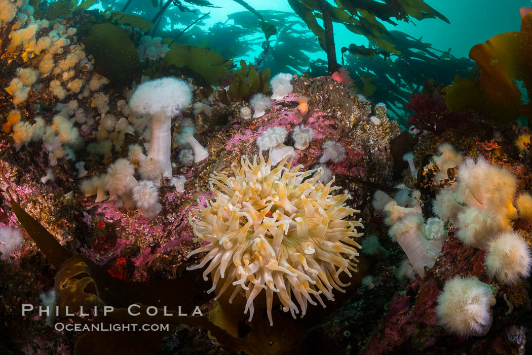 Colorful anemones and soft corals, bryozoans and kelp cover the rocky reef in a kelp forest near Vancouver Island and the Queen Charlotte Strait.  Strong currents bring nutrients to the invertebrate life clinging to the rocks. British Columbia, Canada, natural history stock photograph, photo id 34328