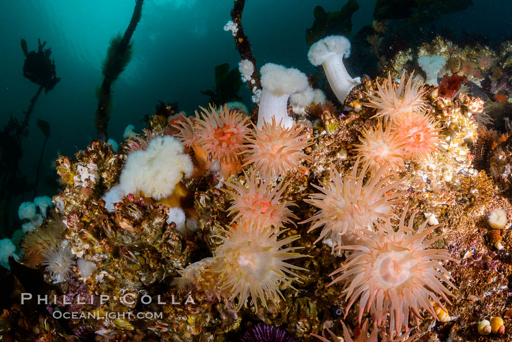 Colorful anemones and soft corals, bryozoans and kelp cover the rocky reef in a kelp forest near Vancouver Island and the Queen Charlotte Strait.  Strong currents bring nutrients to the invertebrate life clinging to the rocks. British Columbia, Canada, natural history stock photograph, photo id 34436