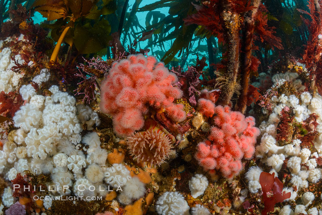 Colorful anemones and soft corals, bryozoans and kelp cover the rocky reef in a kelp forest near Vancouver Island and the Queen Charlotte Strait.  Strong currents bring nutrients to the invertebrate life clinging to the rocks. British Columbia, Canada, Metridium senile, natural history stock photograph, photo id 34427