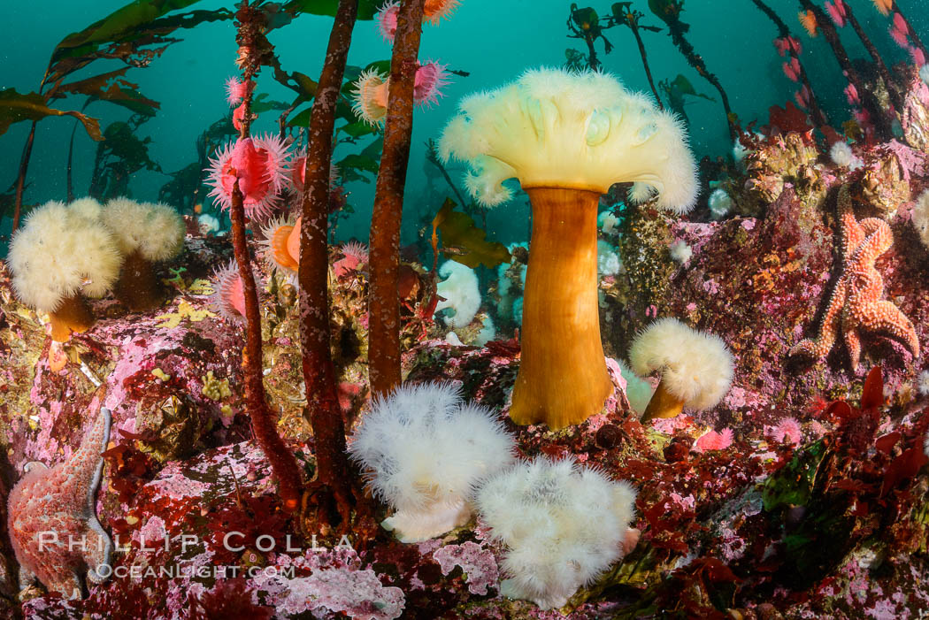 Colorful anemones and soft corals, bryozoans and kelp cover the rocky reef in a kelp forest near Vancouver Island and the Queen Charlotte Strait.  Strong currents bring nutrients to the invertebrate life clinging to the rocks. British Columbia, Canada, Metridium farcimen, natural history stock photograph, photo id 34431