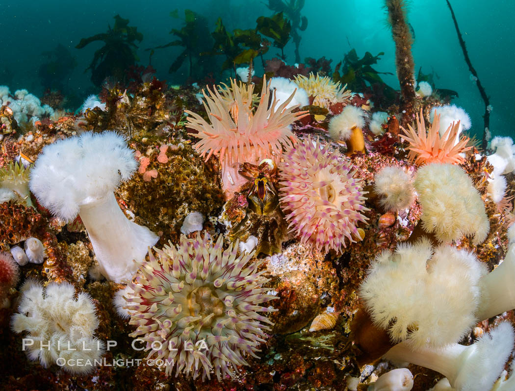 Colorful anemones and soft corals, bryozoans and kelp cover the rocky reef in a kelp forest near Vancouver Island and the Queen Charlotte Strait.  Strong currents bring nutrients to the invertebrate life clinging to the rocks. British Columbia, Canada, natural history stock photograph, photo id 34333