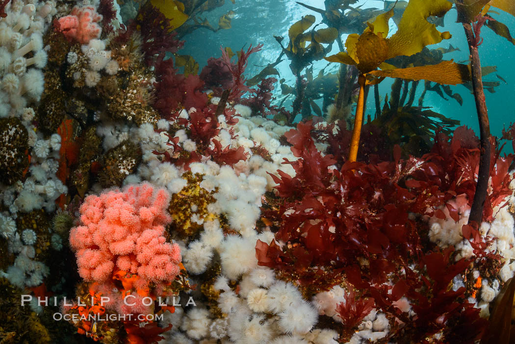 Colorful anemones and soft corals, bryozoans and kelp cover the rocky reef in a kelp forest near Vancouver Island and the Queen Charlotte Strait.  Strong currents bring nutrients to the invertebrate life clinging to the rocks. British Columbia, Canada, Gersemia rubiformis, natural history stock photograph, photo id 34377