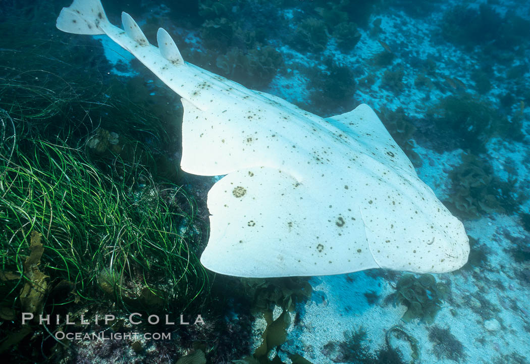 Angel shark, Islas San Benito. San Benito Islands (Islas San Benito), Baja California, Mexico, Squatina californica, natural history stock photograph, photo id 05792