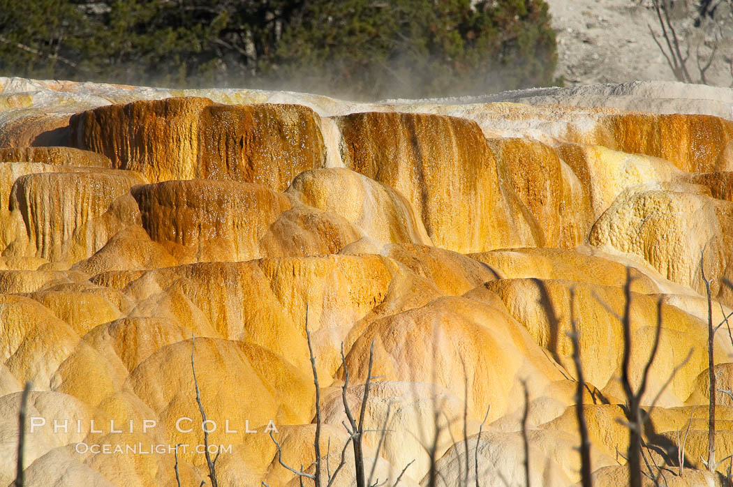 Angel Terrace. Mammoth Hot Springs, Yellowstone National Park, Wyoming, USA, natural history stock photograph, photo id 13608