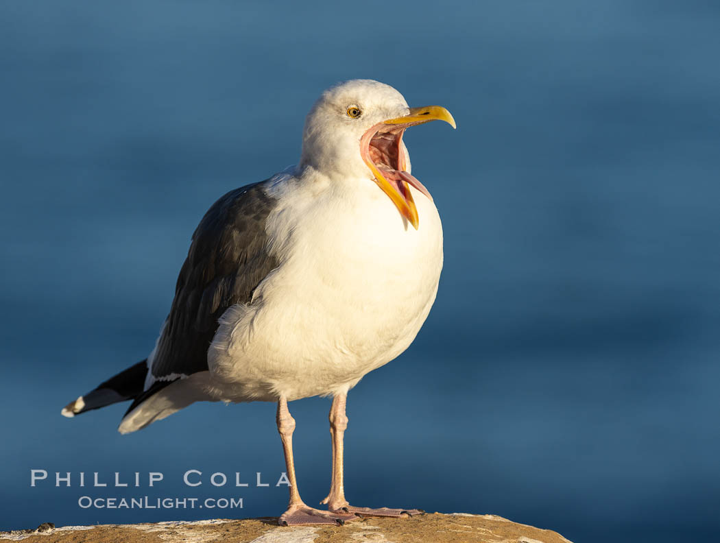 Angry Western Gull. La Jolla, California, USA, natural history stock photograph, photo id 37444